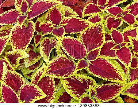 very beautiful plant, Coleus with variegated leaves, closeup