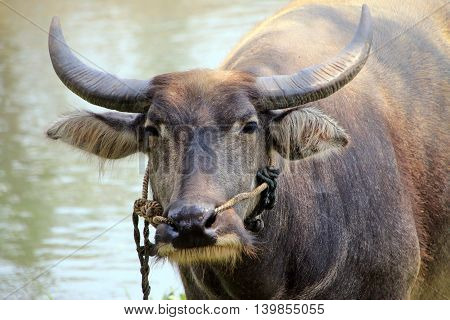 Asian Water-buffalo in close up at Riverside