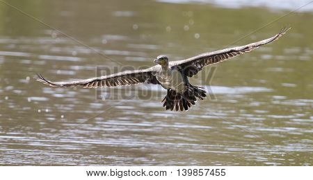 White breasted cormorant take off from dam to hunt for fish