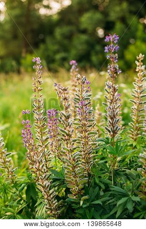 Bush Of Wild Flowers Lupine In Summer Field Meadow At Sunset Sunrise. Lupinus, Commonly Known As Lupin Or Lupine, Is A Genus Of Flowering Plants In The Legume Family, Fabaceae.