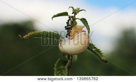 Snail with green leaves on the branch close up