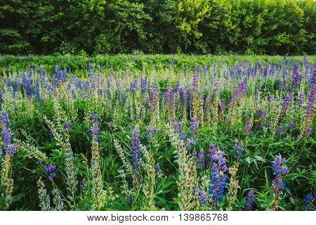 The Glade Of Wild Blossom Flowers Lupine In Summer Spring Meadow Field In Sunset Sunrise. Greenwood Background. Lupinus, Lupin Or Lupine, Is A Genus Of Flowering Plants In The Legume Family, Fabaceae.
