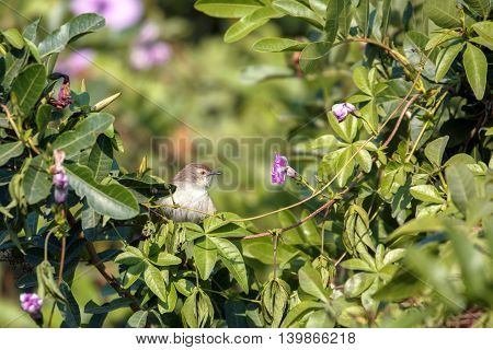 Graceful Prinia or warbler peeping out from the creepers in a farm in Bahrain