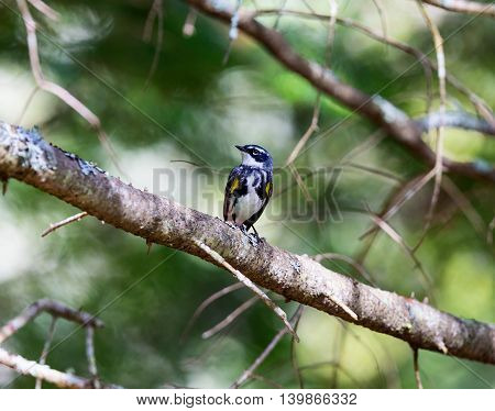 Yellow-rumped Warblers are impressive in the sheer numbers with which they flood the continent each fall. Trees fill with the streaky brown-and-yellow birds and their distinctive, sharp chips.