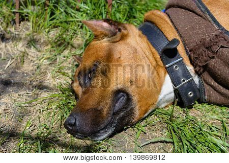 portrait of a beautiful female purebred American Staffordshire Terrier sleeping on a lawn in a garden