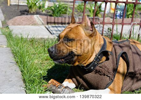 portrait of a beautiful female purebred American Staffordshire Terrier gnawing a wooden stick