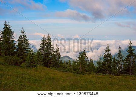 Mountain meadow above the clouds in Carpathian mountains. Cloudy morning in the spruce forest.