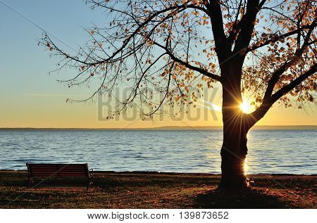 The Sun Shining Through a Single Tree on a Late Fall Morning