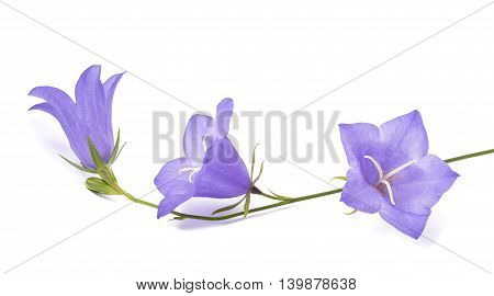 Bellflowers isolated on white background. Campanula rotundifolia