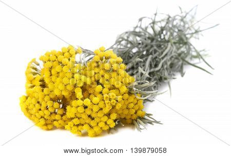 helichrysum flowers isolated on a white background