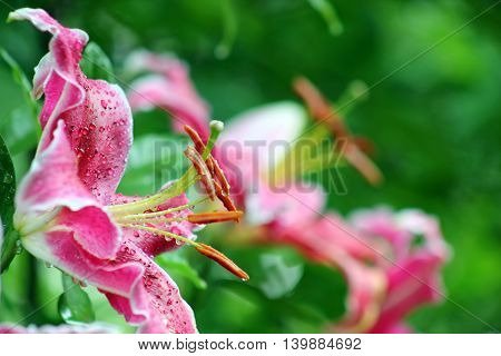 A coseup of wet pink Tiger lilies with copy space