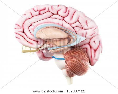 3d rendered medically accurate illustration of the trigeminal nerve