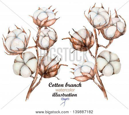 Collection of illustrations of watercolor cotton flowers branches, hand drawn isolated on a white background