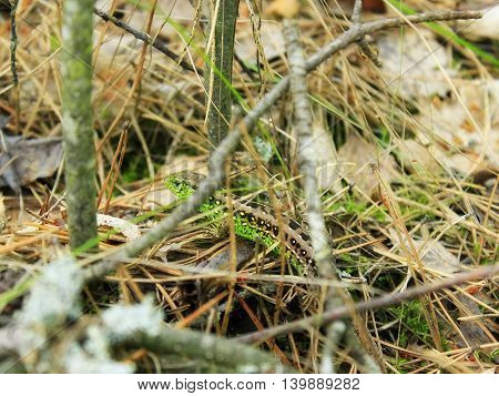 green lizard hides in the grass and leaves