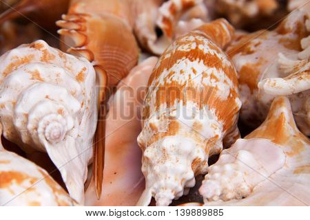 seashells as a background on the counter market.