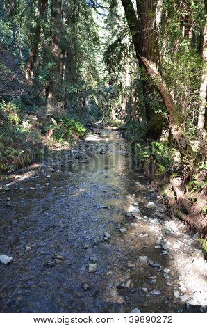 Babbling brook with trees in Muir Woods, California