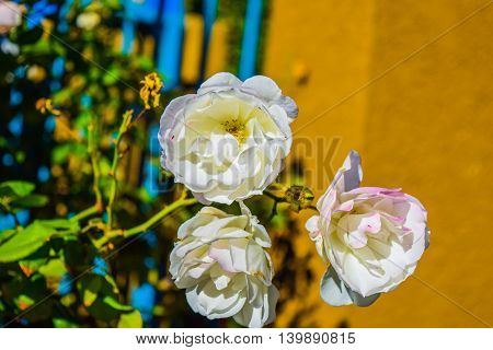 White Rose Flower