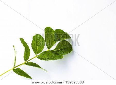 green fresh leaf on a white background isolated