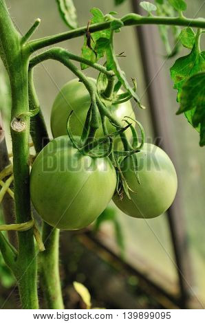 Tomato, or tomato - annual or perennial herbaceous plant species of the genus nightshade (Solanum) of the family Solanaceae. It is cultivated as a vegetable culture.