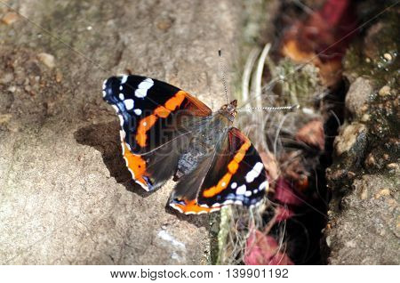 Colourful Vanessa Atalanta butterfly on the ground close up