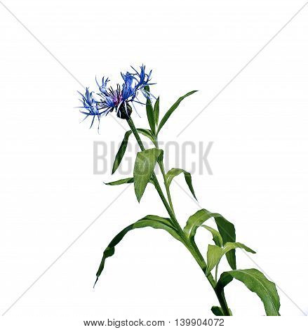 Flower of blue cornflower isolated on white background