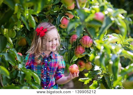 Child picking apples on a farm in autumn. Little girl playing in apple tree orchard. Kids pick fruit in a basket. Toddler eating fruits at fall harvest. Outdoor fun for children. Healthy nutrition.