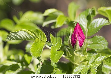 An image of fresh pink bud of briar