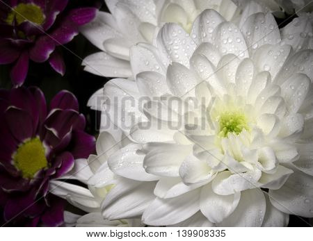 large white chrysanthemum flower with dew drops