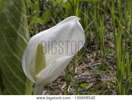 Calla a flower in the marsh grass