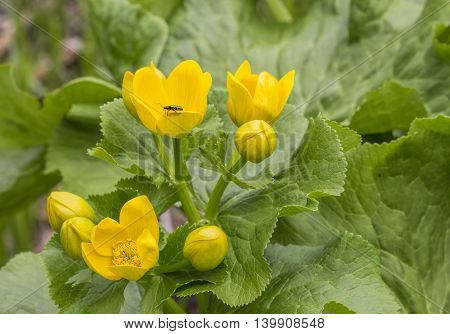 Caltha palustris first spring flower Adonis vernalis