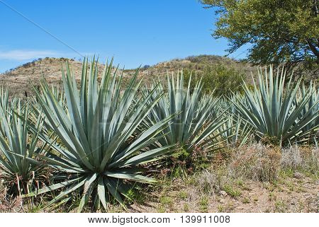 Agave tequila landscape to Guadalajara Jalisco Mexico.