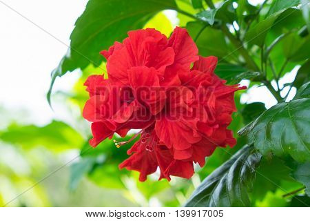 the red hibicus flower on the stem