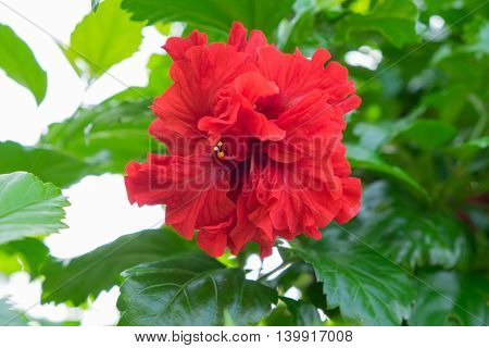 the red hibicus flower on the stem