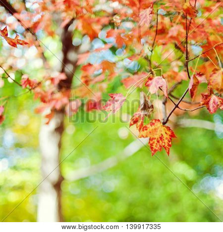 Autumn season tree in a park bokeh background