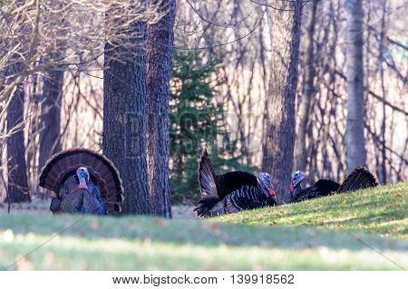 Three male wild turkeys strutting in the springtime