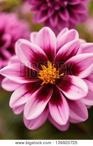 Pink Dahlia flower is found in Mexico and is the national flower.