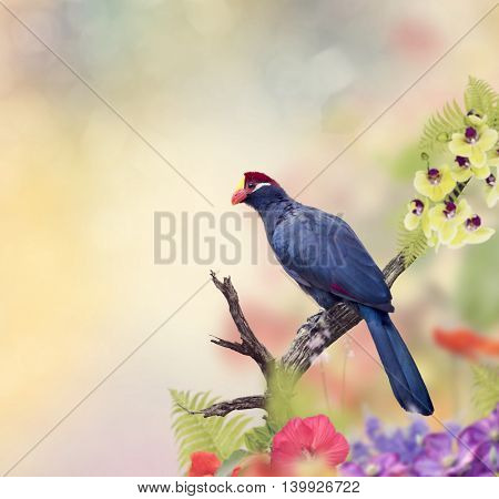 Ross's Turaco perching in the flower garden