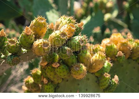 cactus fruit as The national fruit of Israel.