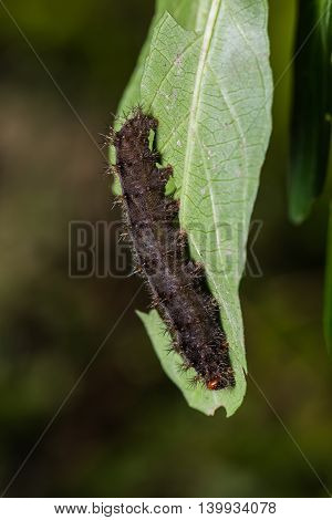 Chocolate Pansy Caterpillar