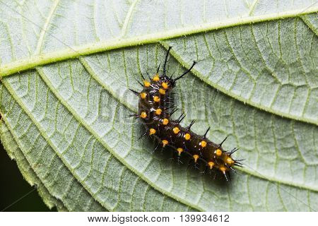 Young Orange Oakleaf Caterpillar