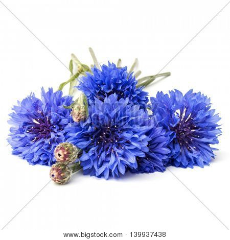 Blue Cornflower Herb or bachelor button flower heads isolated on white background cutout