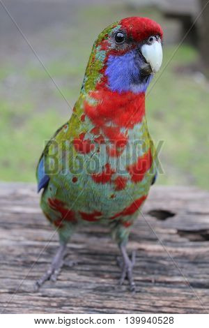Crimson Rosella juvenile Playtycercus elegans southern Victoria Australia