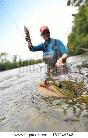 Closeup of brown trout being caught by flyfisherman