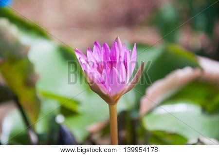 Purple Lotus. violet lotus.  flower lotus. young lotus