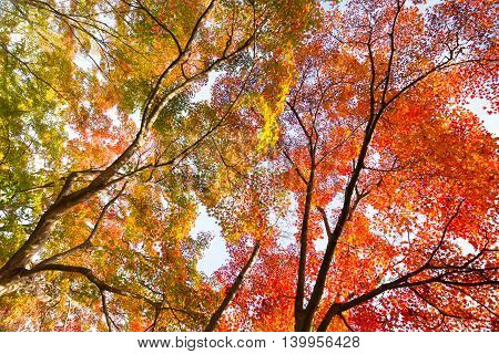 The warm autumn sun shining through colorful treetops, with beautiful bright blue sky.