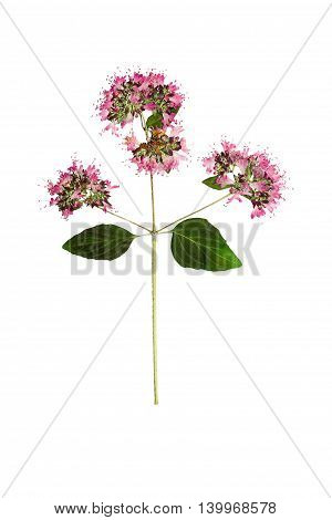 Pressed and dried flower oregano or marjoram on stem with green leaves. Isolated on white background. For use in scrapbooking floristry (oshibana) or herbarium.