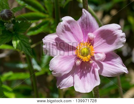 Close Up Of Purple Japanese Anemone Flower