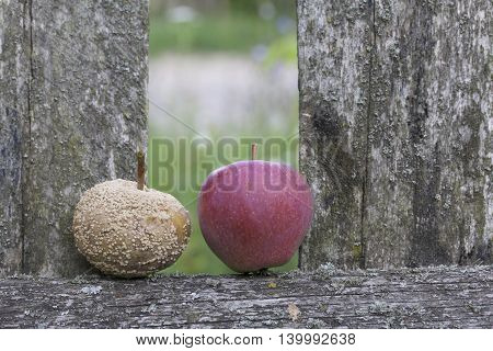 Ripe and rotten apple. They lie side by side on a wooden board old fence. Good apple red.