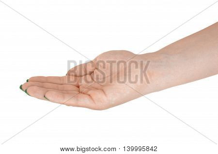 Open hand showing something adult woman's skin green manicure. Isolated on white background.