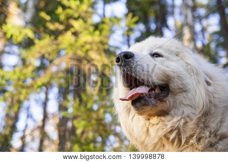 Portrait of Great Pyrenees Dog in nature